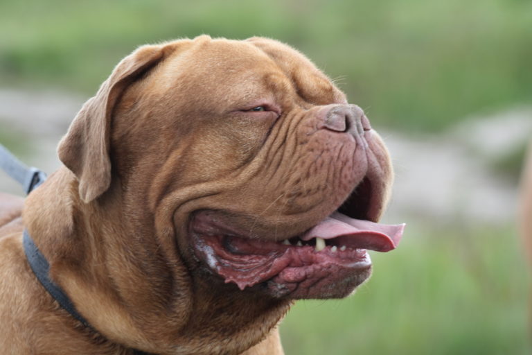 Bandog