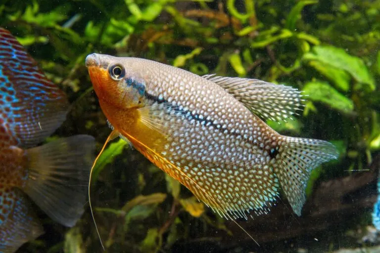 Gurami perla
