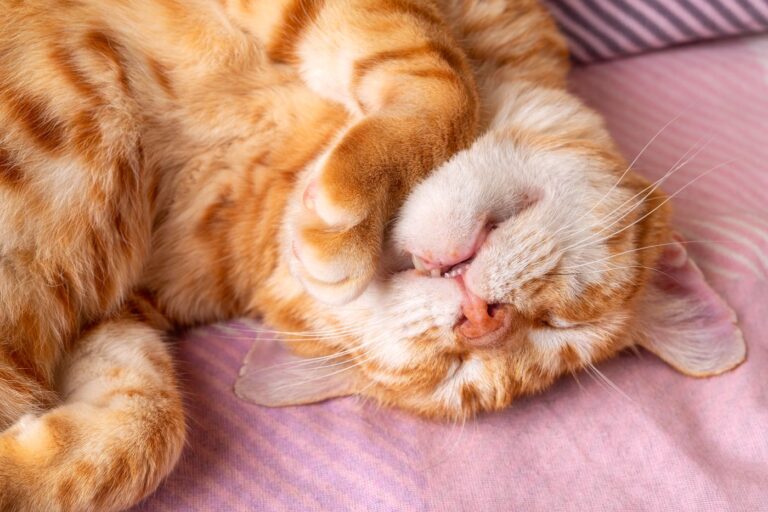 Mi gato ronca: ¿cuándo tengo que llevarlo al veterinario?