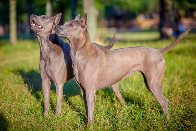 Ridgeback tailandés