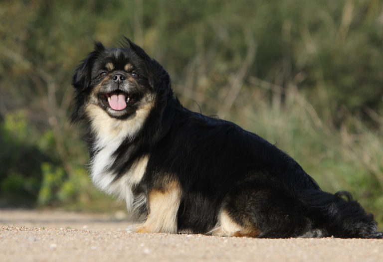 Spaniel tibetano