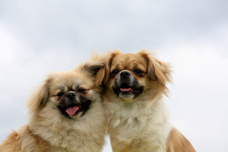 Spaniel tibetano