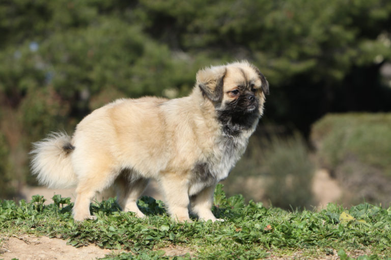 Spaniel tibetano