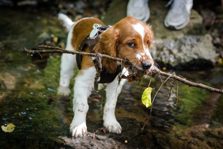 Springer spaniel galés