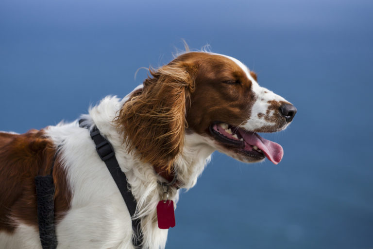 Springer spaniel galés