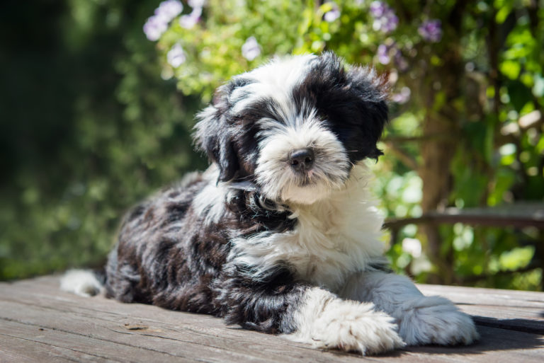 Terrier tibetano