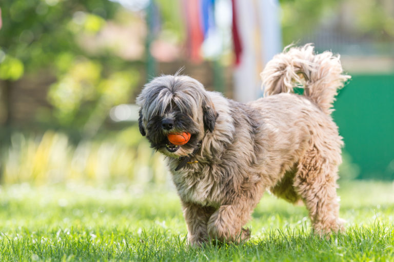 Terrier tibetano