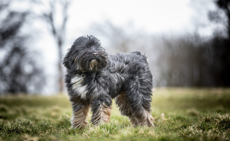 Terrier tibetano