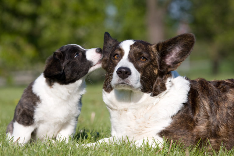 Welsh corgi (corgi galés de Cardigan)