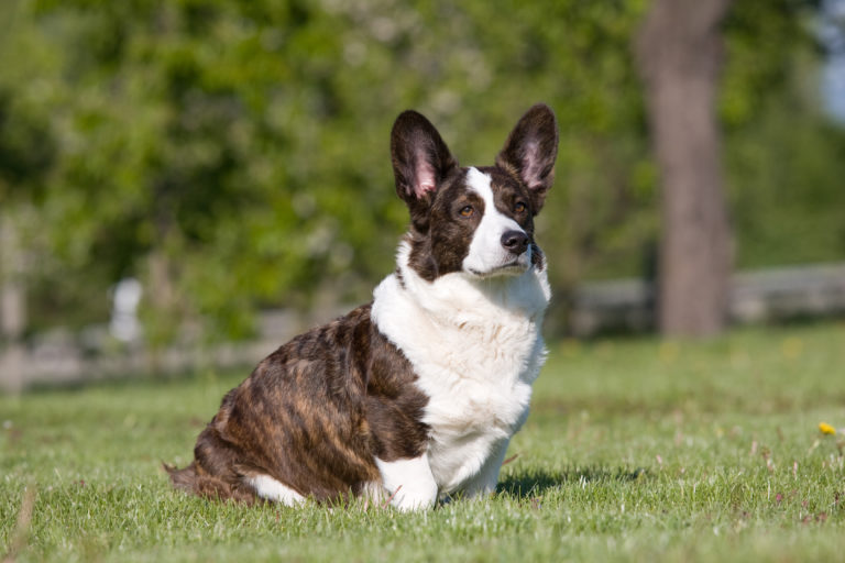 Welsh corgi (corgi galés de Cardigan)