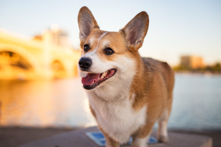 Welsh corgi (corgi galés de Pembroke)