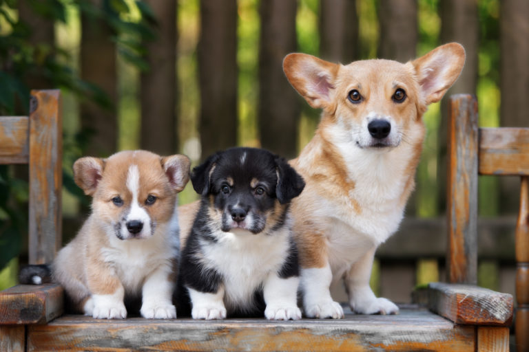 Welsh corgi (corgi galés de Pembroke)