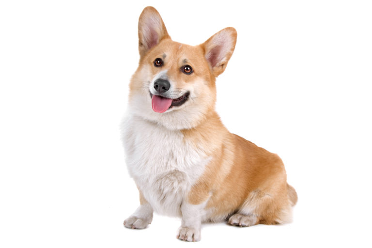 Welsh corgi (corgi galés de Pembroke)