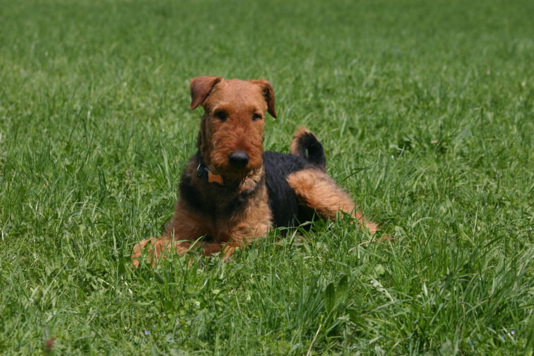 Welsh terrier