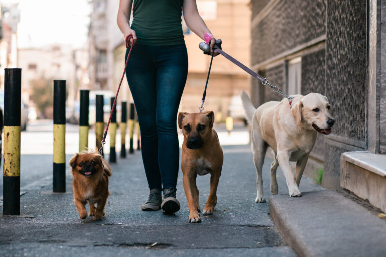 paseador de perros