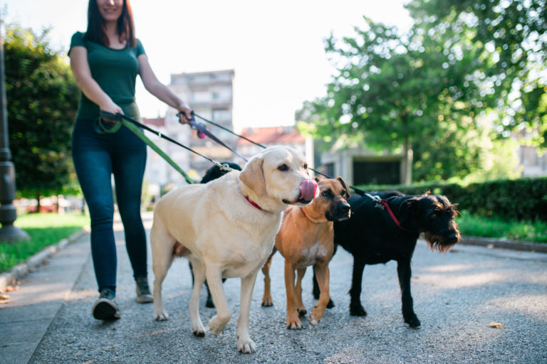 paseador de perros