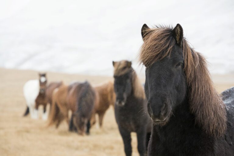 Caballo islandés