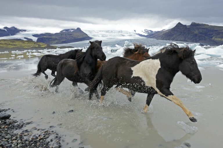 Caballo islandés