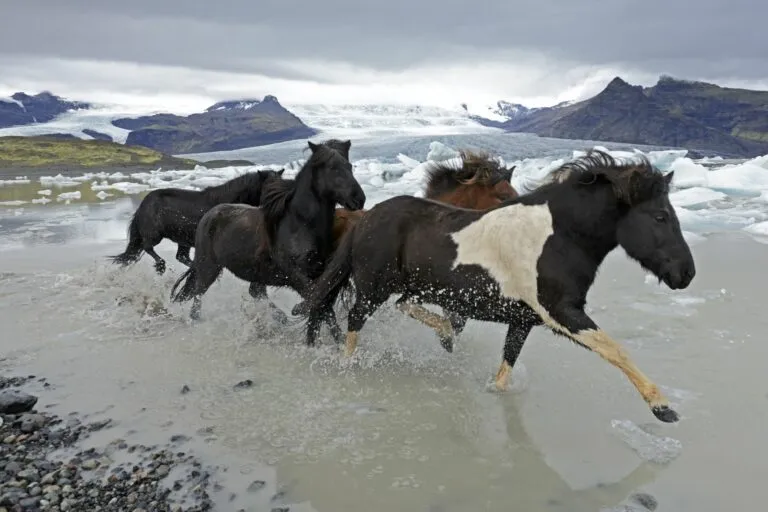 Caballo islandés