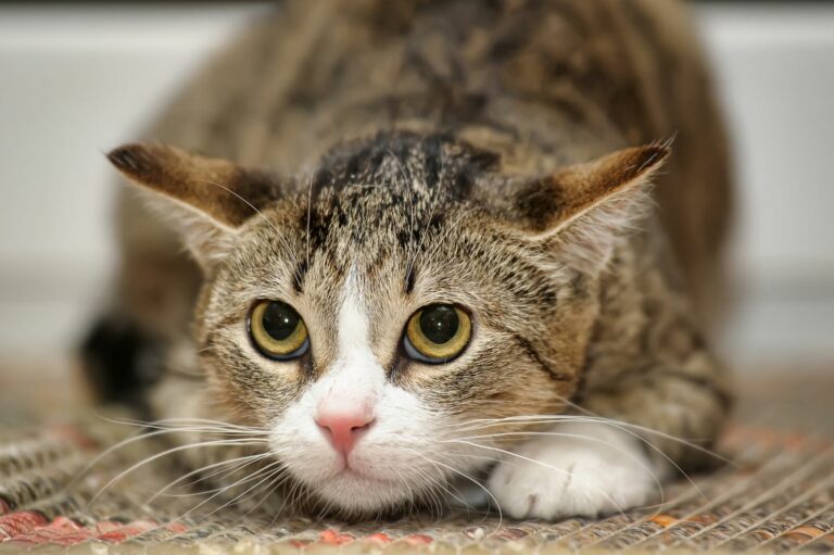 Dolor en gatos