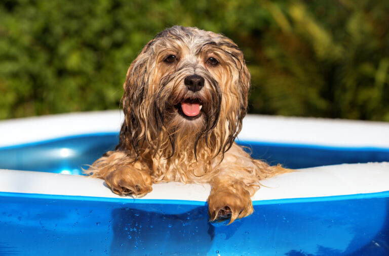 Piscina para perros