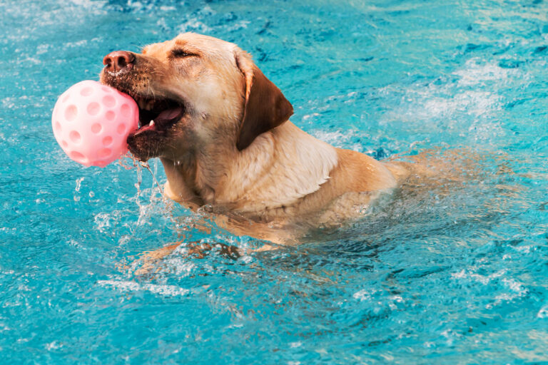 Piscina para perros