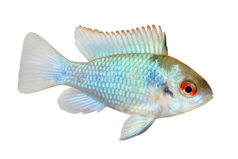 Ramirezi