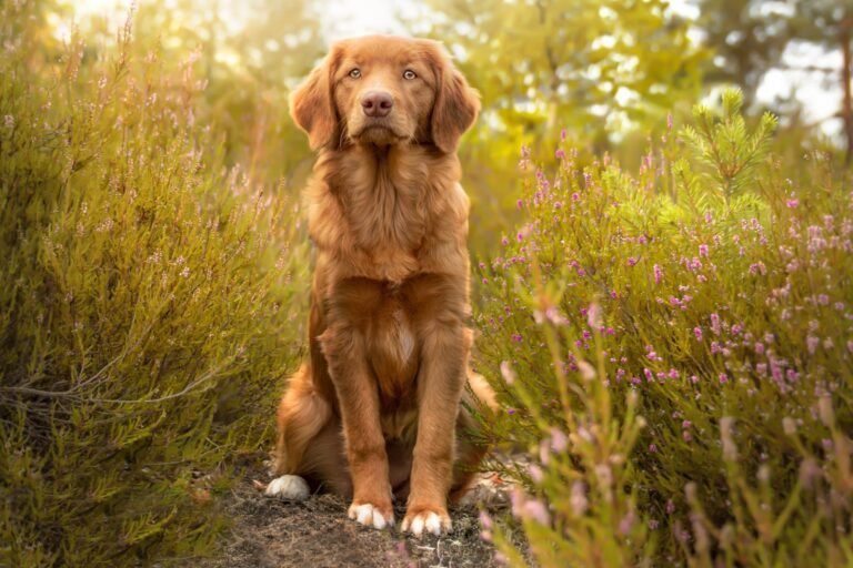 Retriever de Nueva Escocia