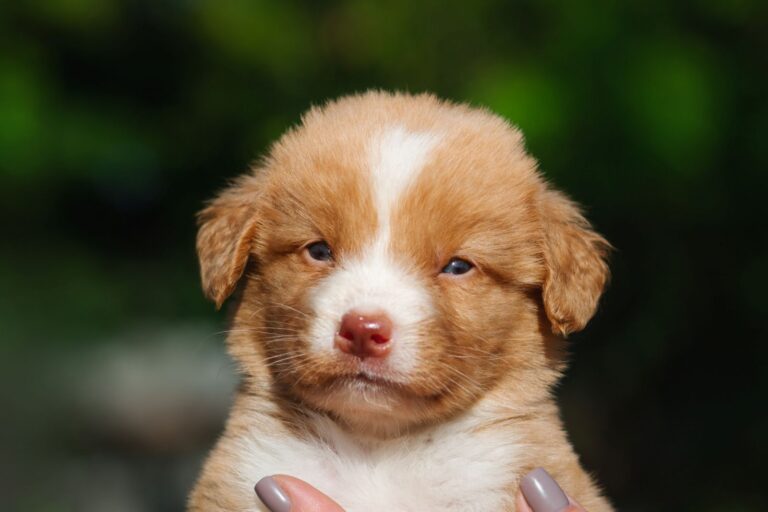 Retriever de Nueva Escocia