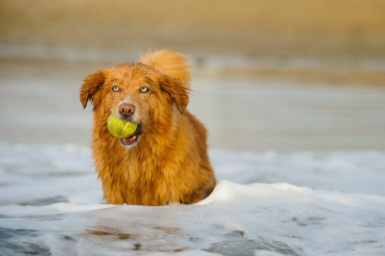 Retriever de Nueva Escocia