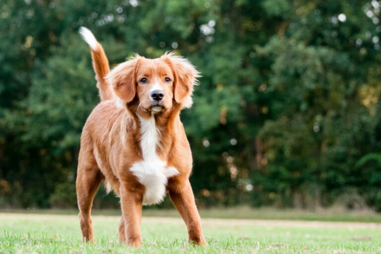 Retriever de Nueva Escocia