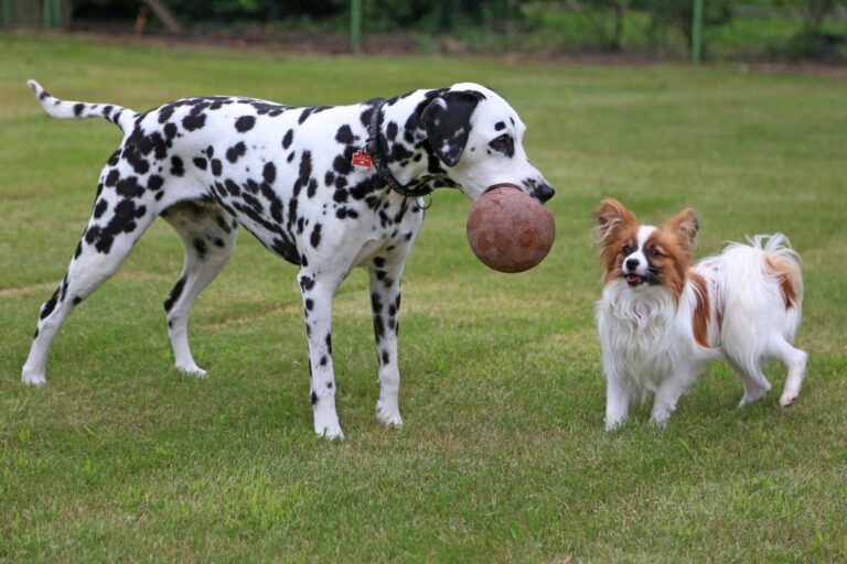 Segundo perro en casa. razas de perros compatibles entre sí 1