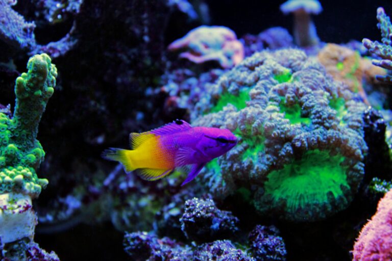 acuario marino