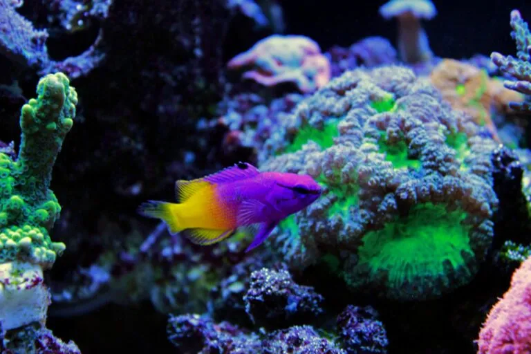 acuario marino