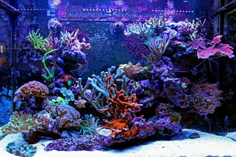 acuario marino