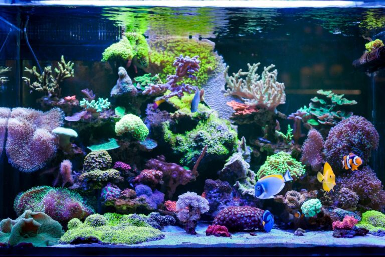 acuario marino