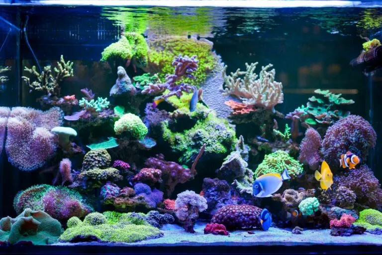acuario marino