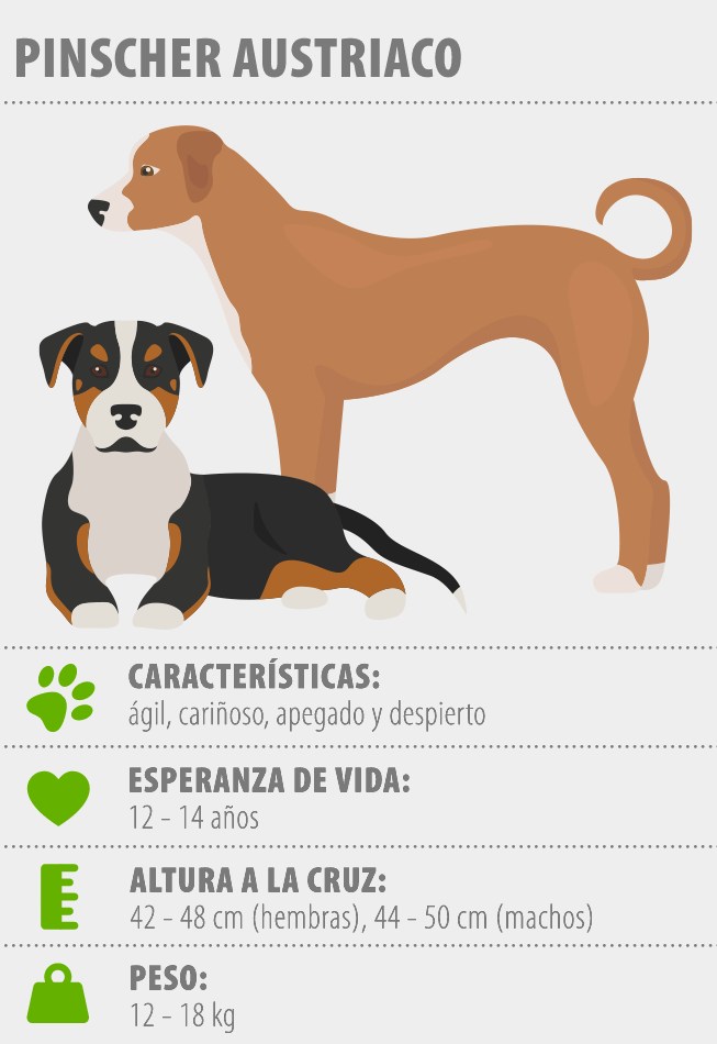 Pinscher austriaco