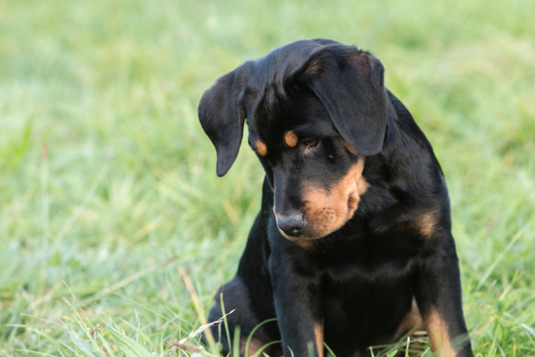 Beauceron