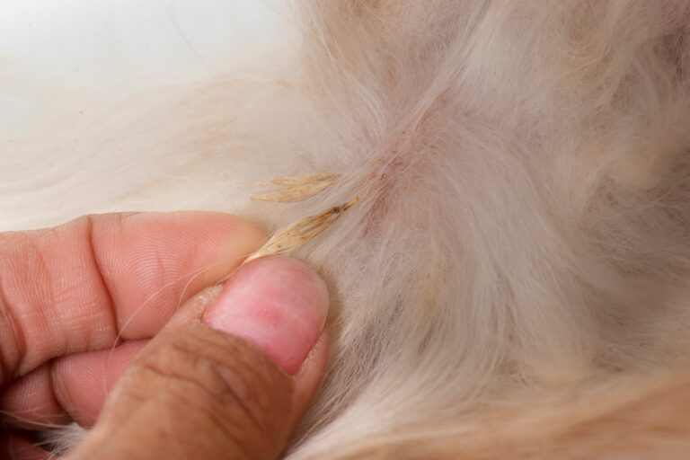Espigas en perros