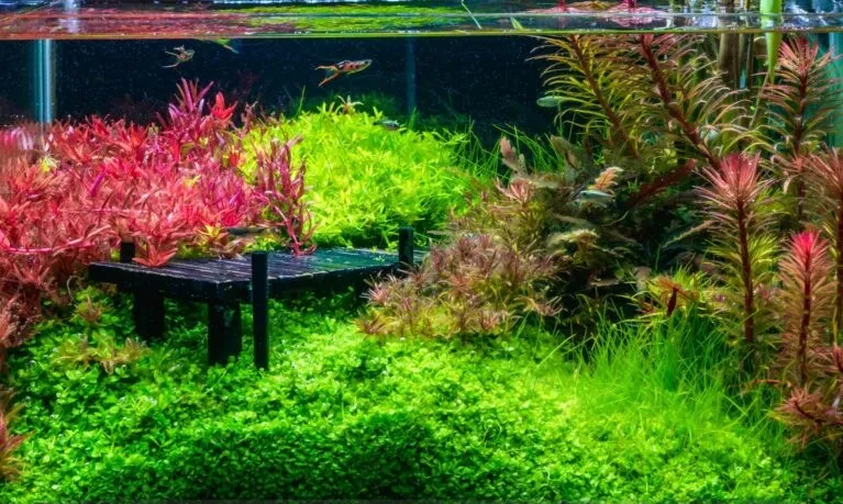 Guppy endler
