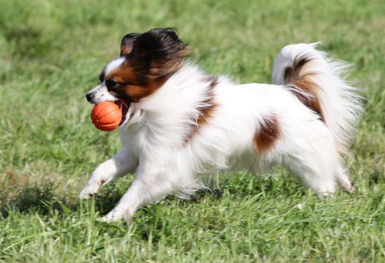 Perro papillón