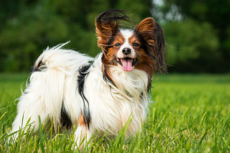 Perro papillón