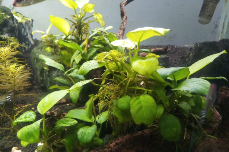 Anubias