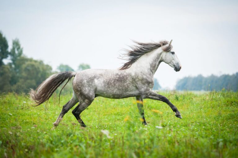 Caballo andaluz