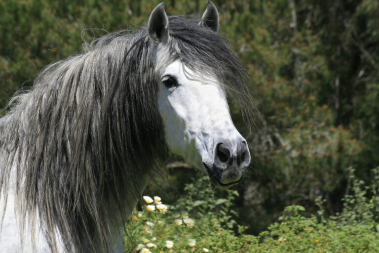 Caballo andaluz