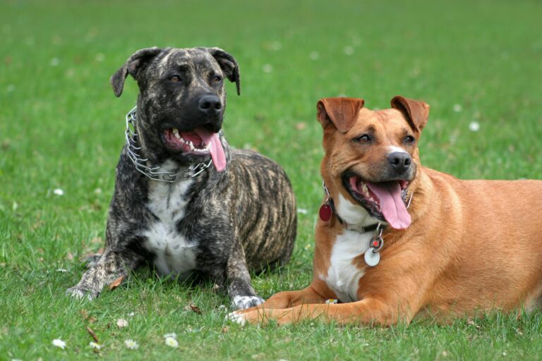 Collares de adiestramiento para perros