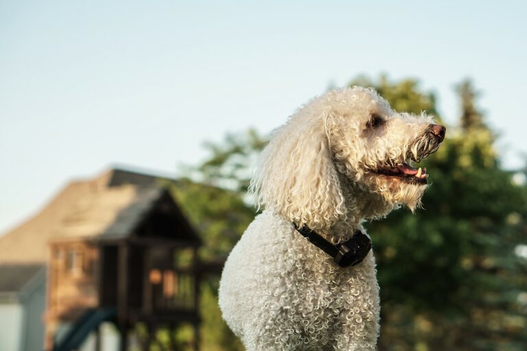 Collares de adiestramiento para perros