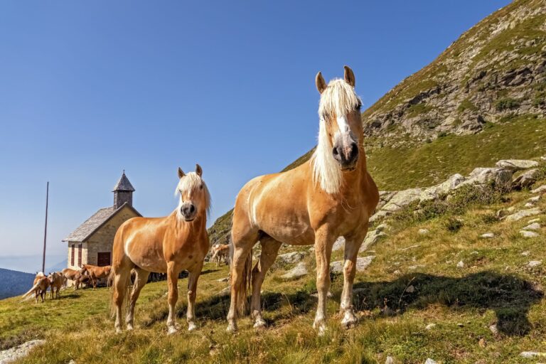 Haflinger