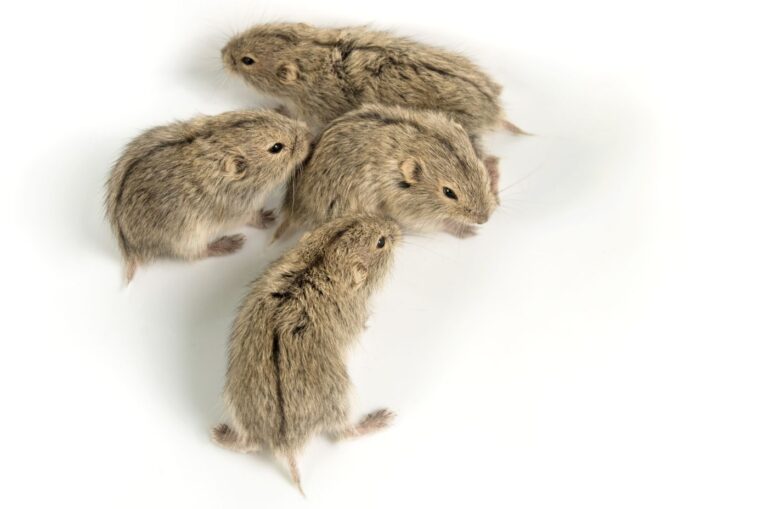 Lemmings
